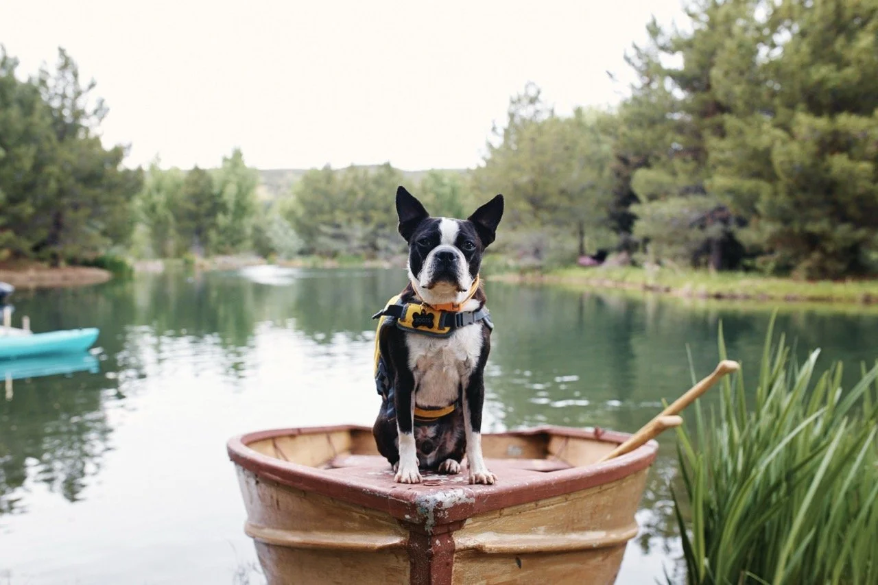 160406-PETSMART-SHOT02-480 Large.jpeg