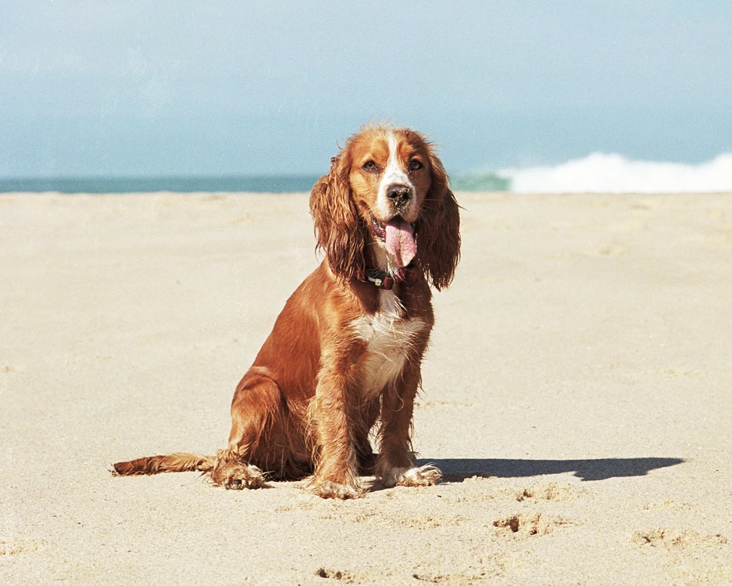Portuguese Dog