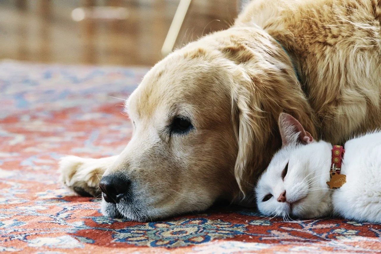 160308-PETSMART-SHOT19-251 Large.jpeg