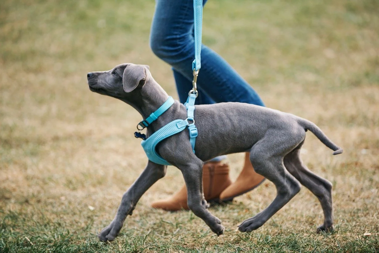 151203-PETSMART-SHOT01-274 Large.jpeg