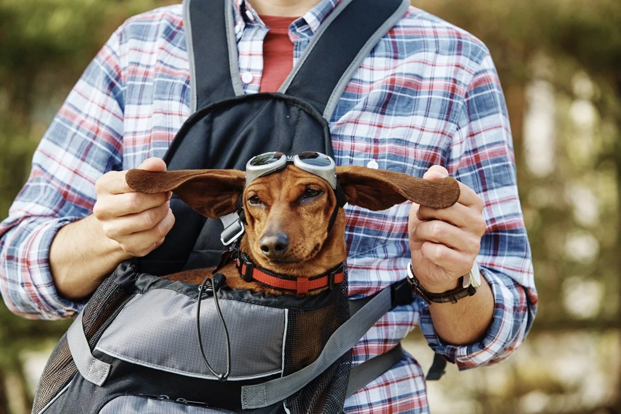 160308-PETSMART-SHOT23-206 Large.jpeg