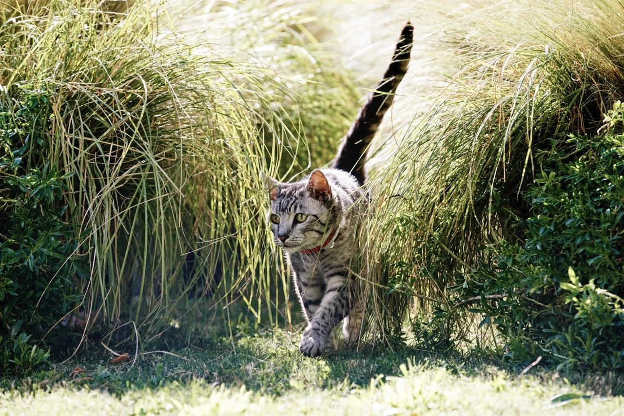 160308-PETSMART-SHOT05-099 Large.jpeg