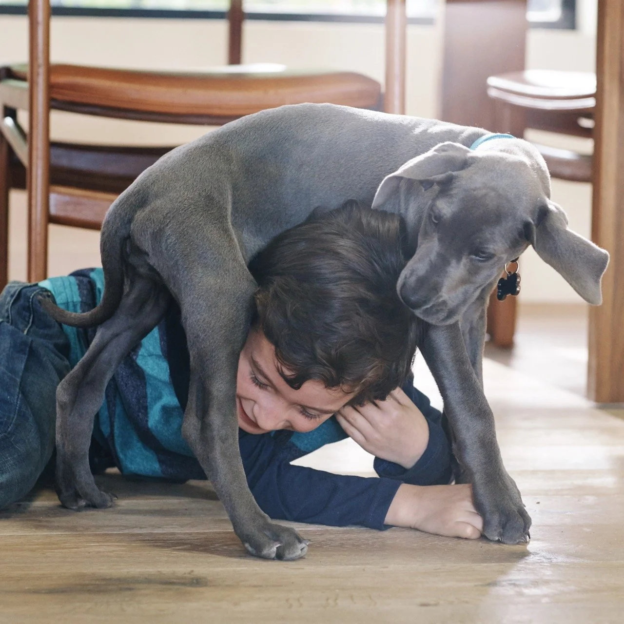 151203-PETSMART-SHOT08-077 Large.jpeg