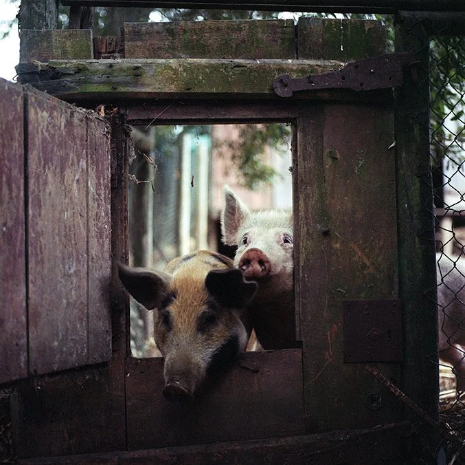 Portuguese Pigs