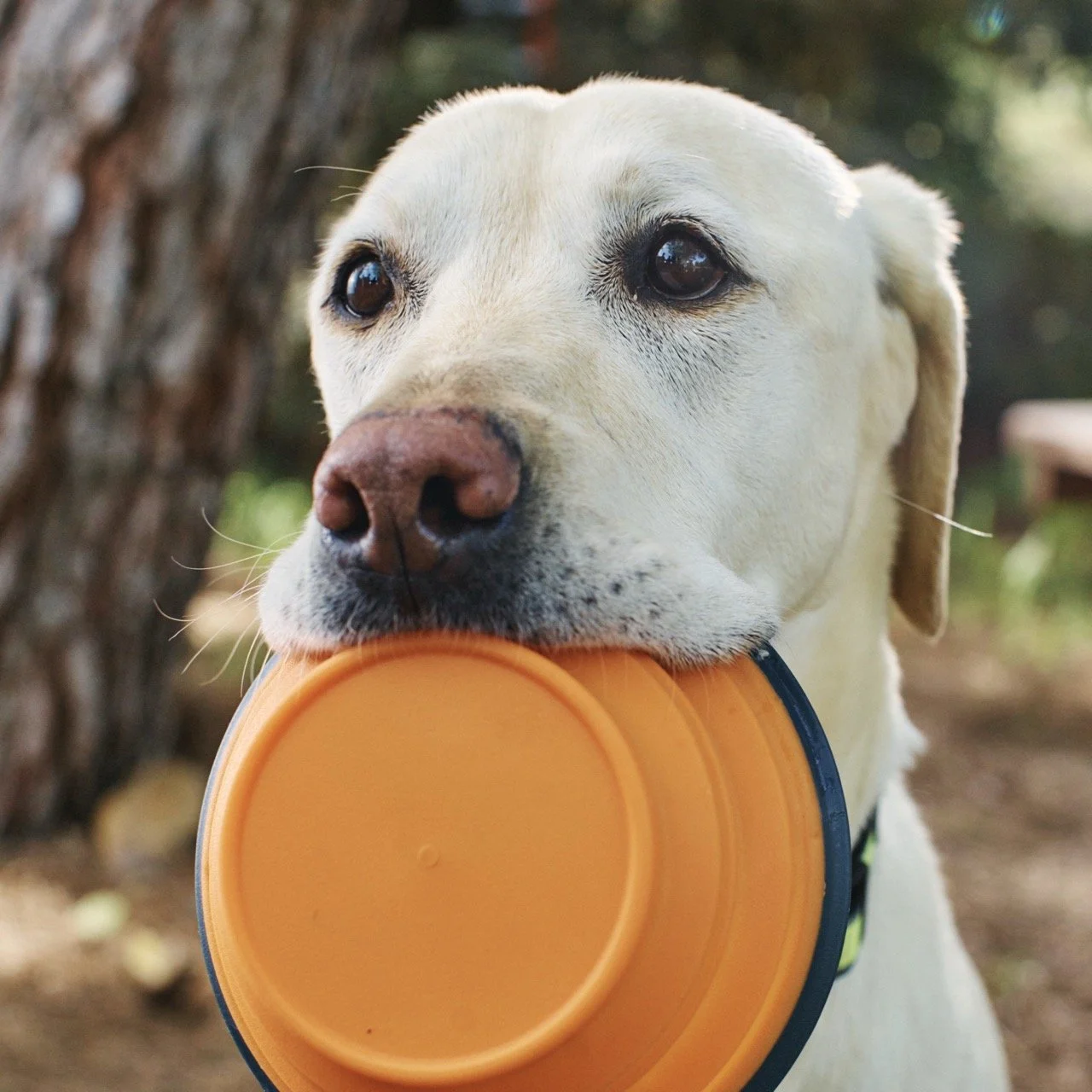 160406-PETSMART-SHOT01-124 Large.jpeg