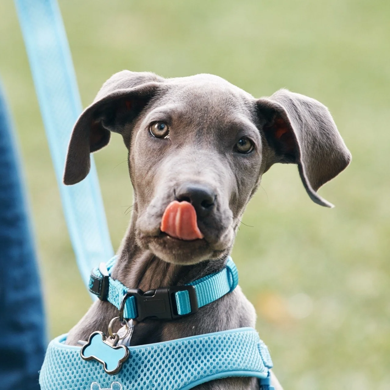 151203-PETSMART-SHOT01-183 Large.jpeg