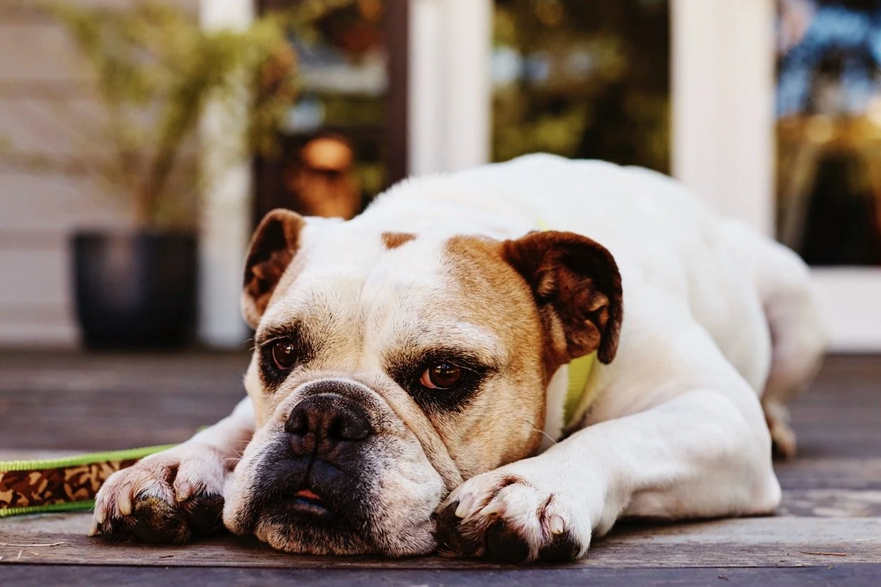 160308-PETSMART-SHOT16-261 Large.jpeg