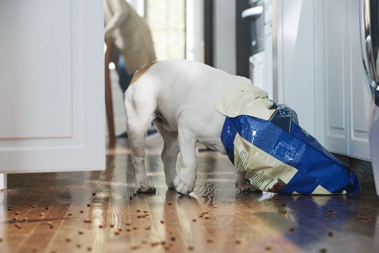 151006-PETSMART-SHOT14-065 Large.jpeg