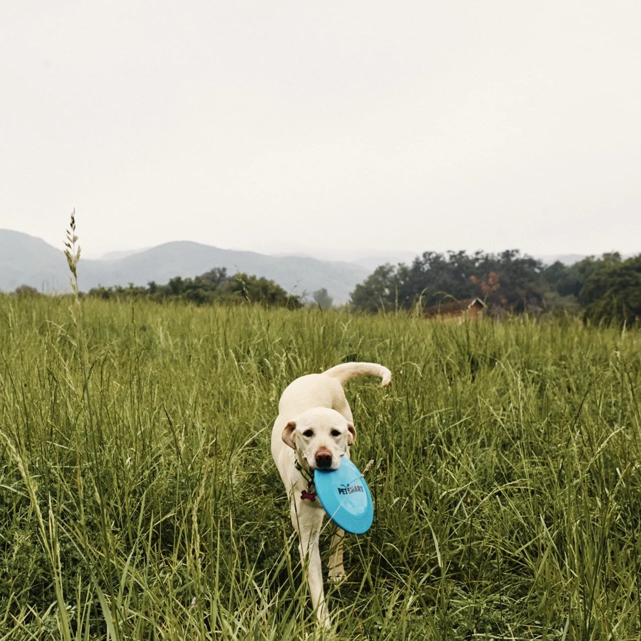 160406-PETSMART-SHOT09-068 Large.jpeg