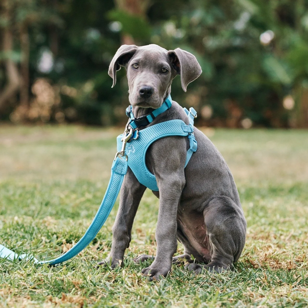 151203-PETSMART-SHOT01-083 Large.jpeg