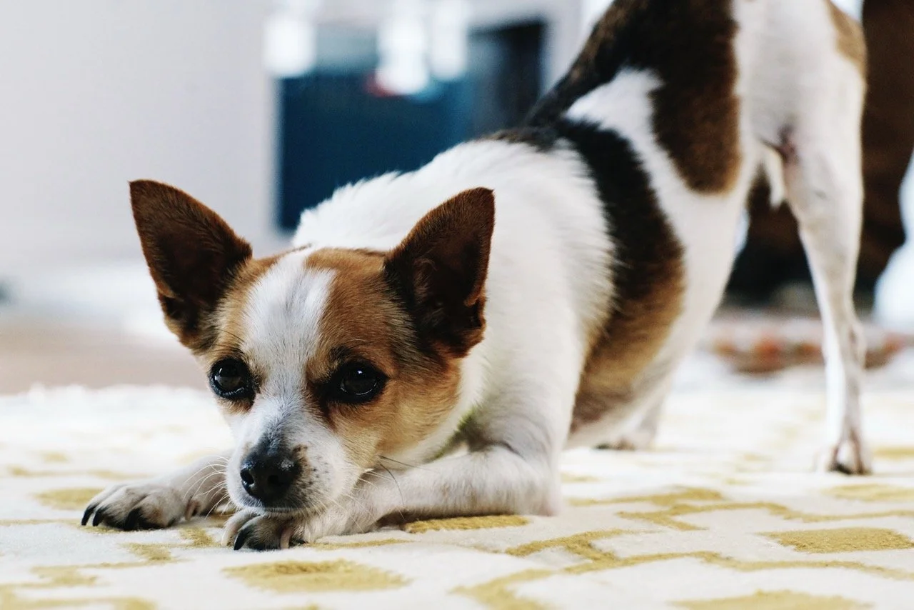 160308-PETSMART-SHOT13-126 Large.jpeg