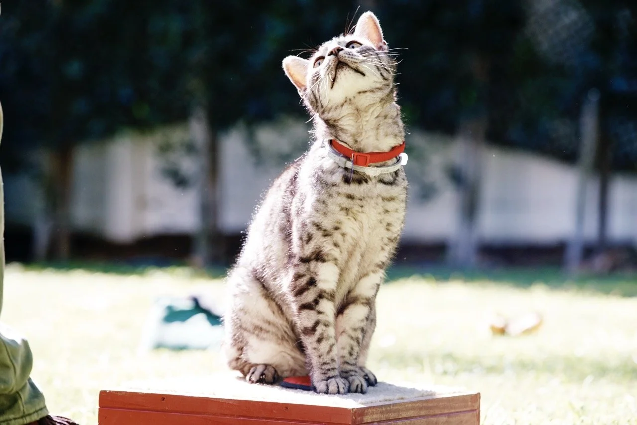 160308-PETSMART-SHOT05-116 Large.jpeg