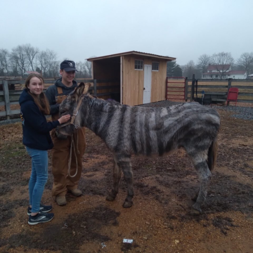 Some people&rsquo;s clients give them sporting event tickets or tins of popcorn....mine give my girls a zonkey!!!