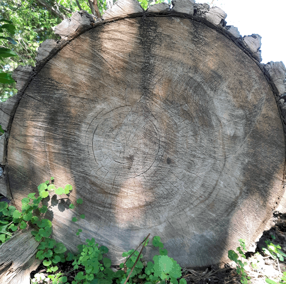 STATELINE HARDWOOD COOP Stateline Hardwood sawmill, Rockford sawmill