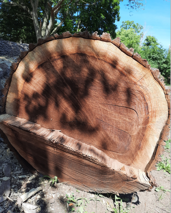 log big 1a.png