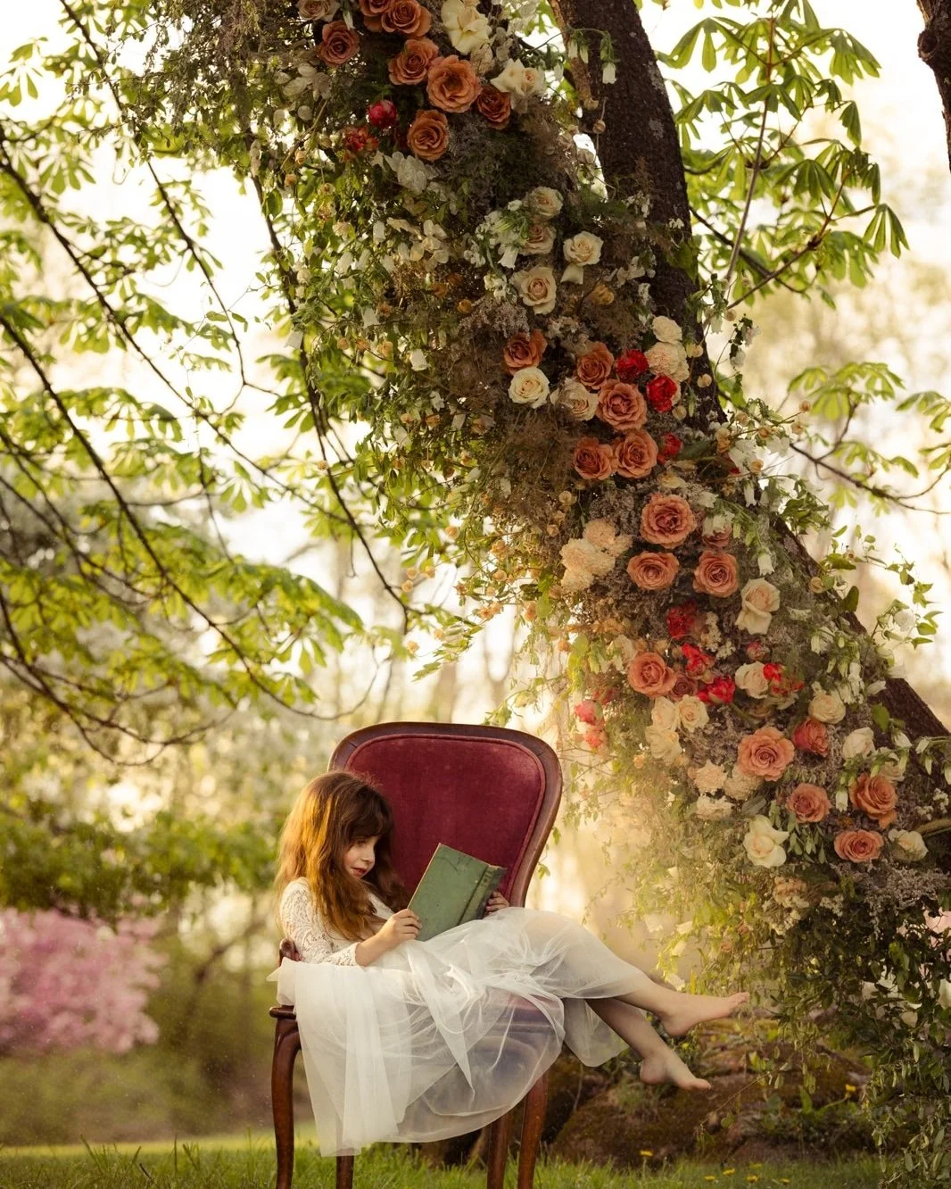 A young girl in a white dress reading a book while sitting on a vintage chair outdoors under a tree decorated with an abundance of flowers.