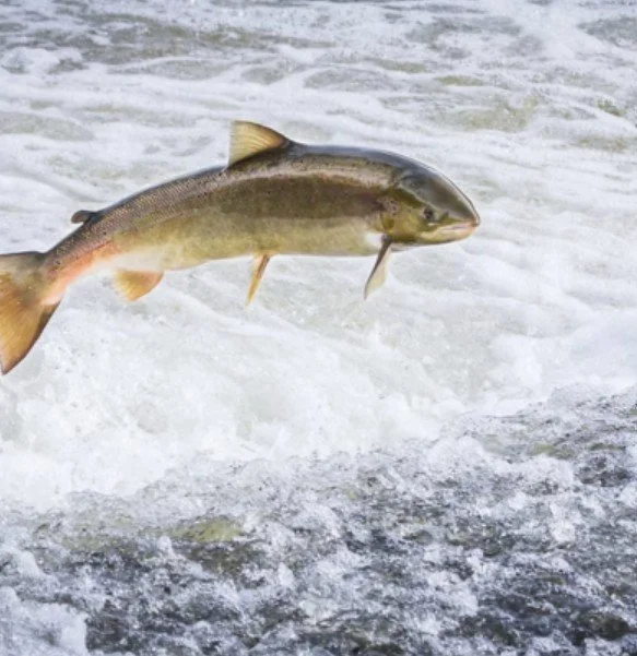 Talk by Downeast Salmon Federation