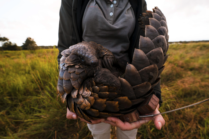 Up close with the most-trafficked animal in the world!