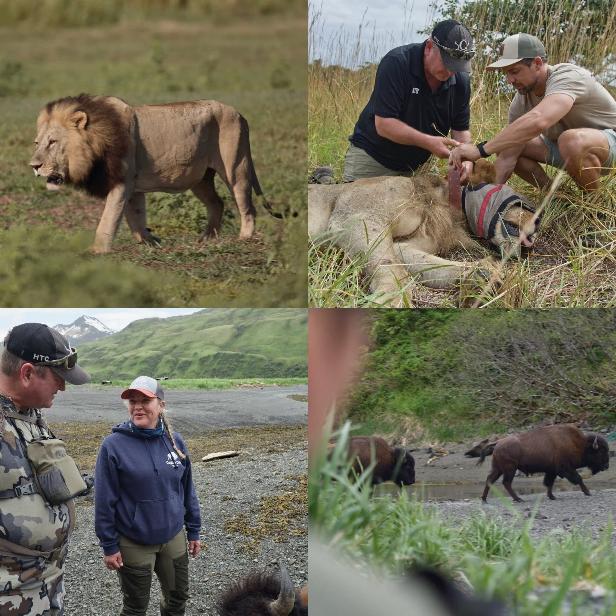 Bison and Bears, Oh My!