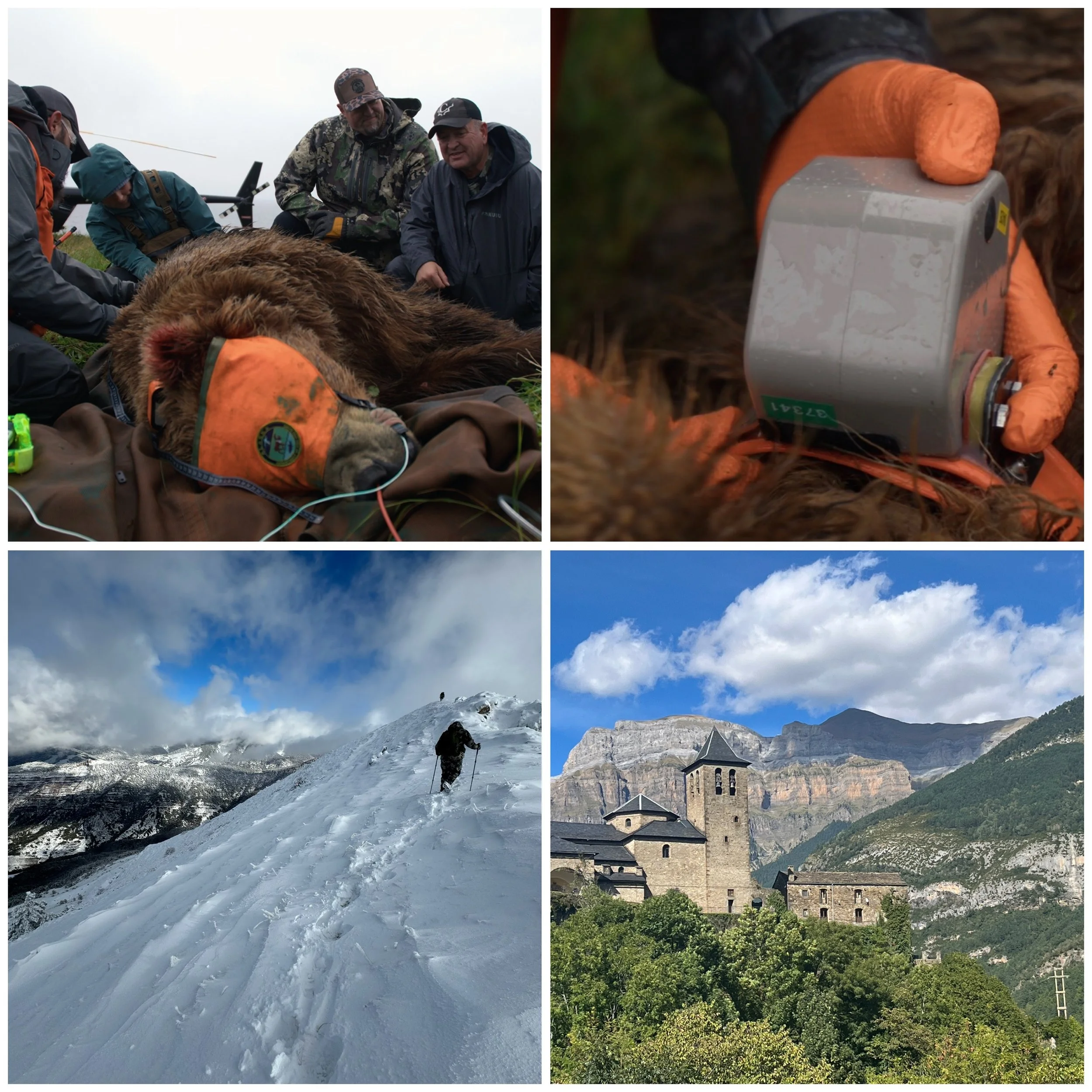 Collaring North America’s Biggest Predator