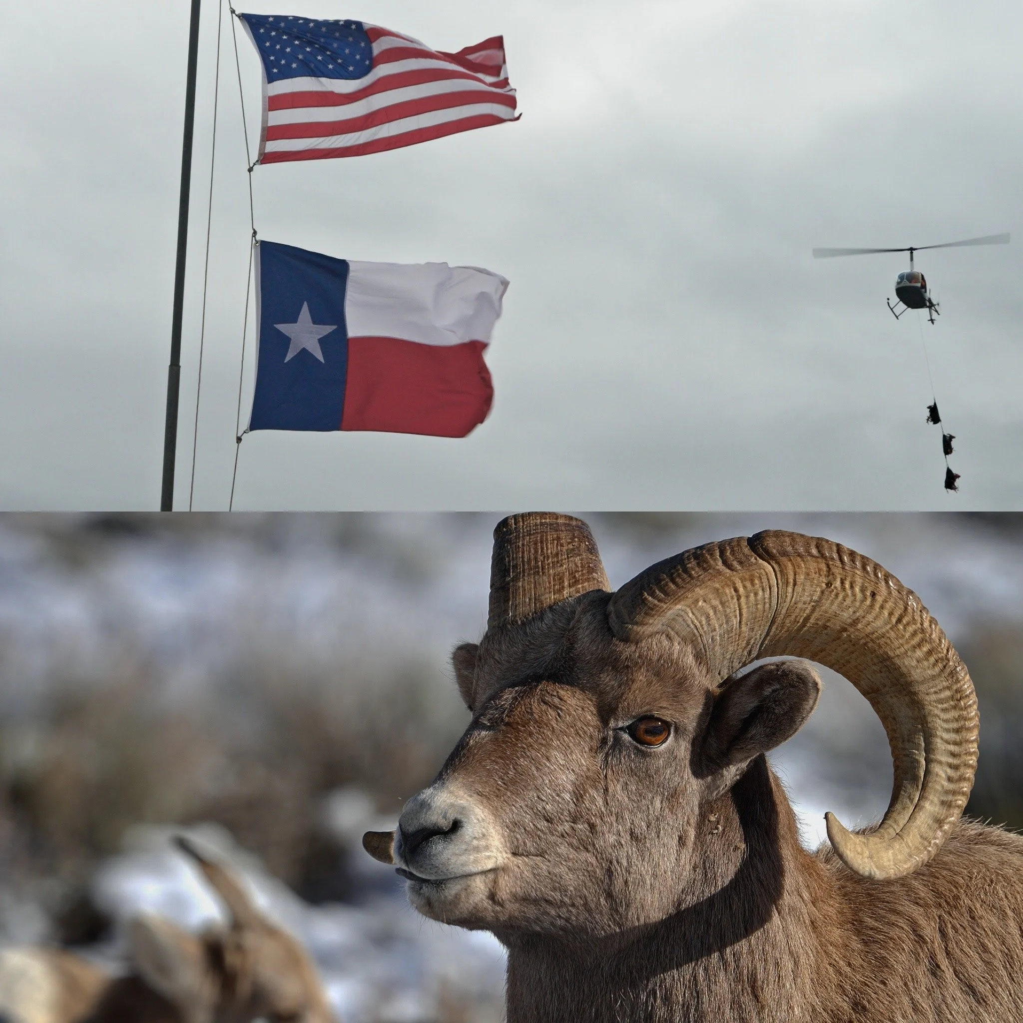 Relocating Big Horn Sheep with WSF in Texas