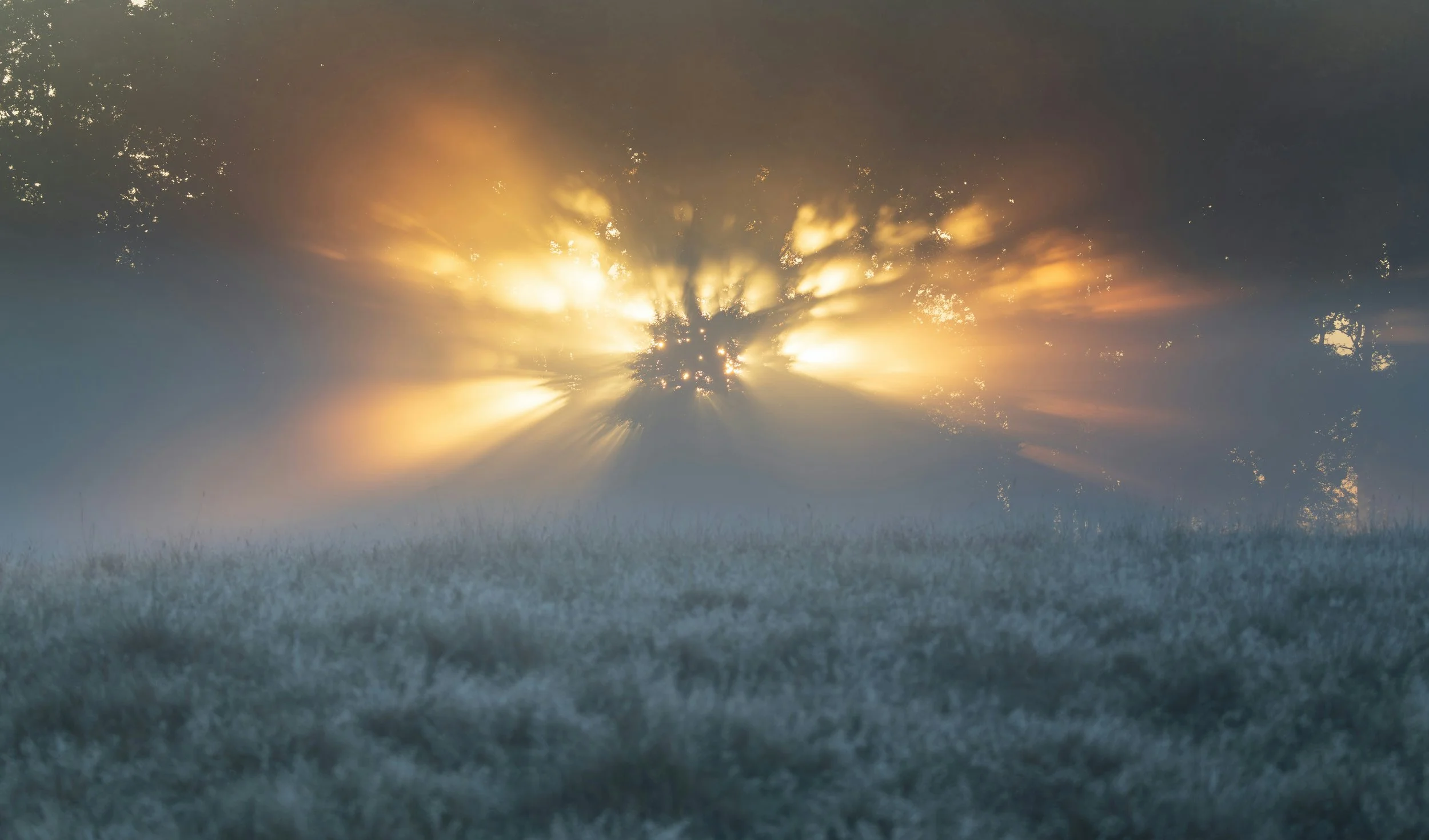 Golden sunlight streaming through forest trees symbolizing online conscious connected breathwork journeys