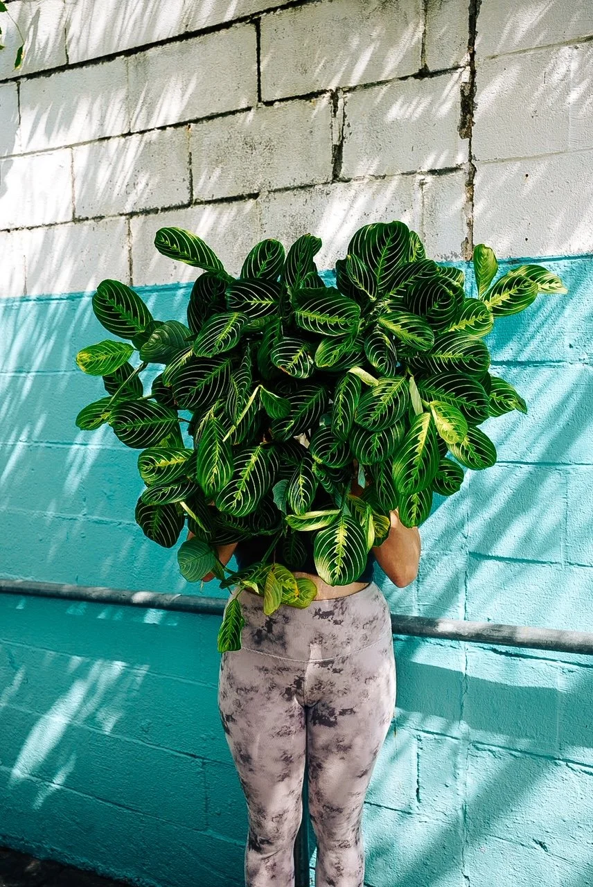 Maranta Lemon Lime Prayer Plant