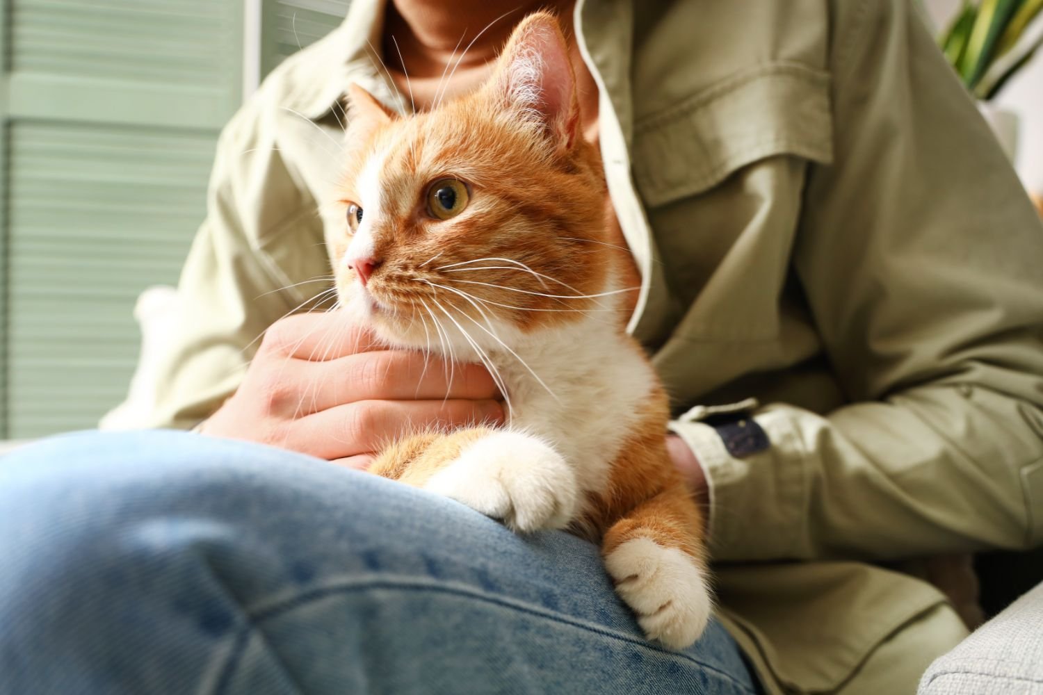 Photo of person holding their cat, representing working with a cat behaviorist.