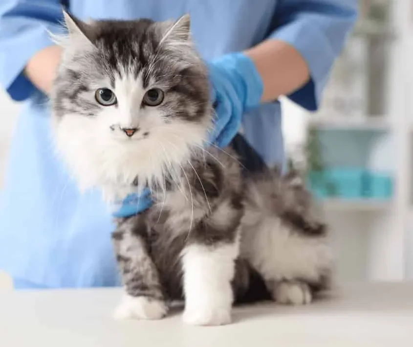 Cat behavior - Talk to your veterinarian about sudden behavior changes. Sandra Grossmann