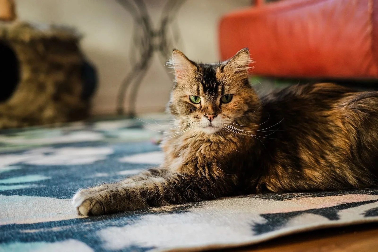 A long-haired tabby cat with green eyes laying on a patterned rug in a living room.