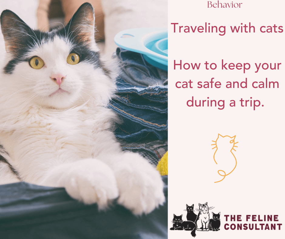 Get tips and tricks for keeping your cats safe and calm during a trip.