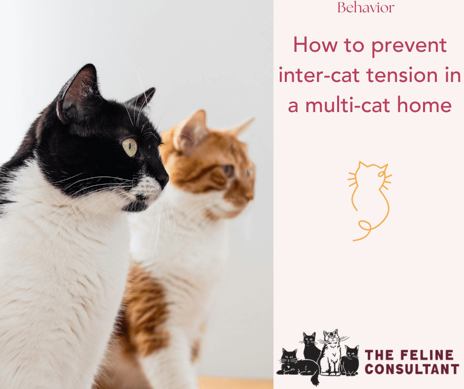 How to prevent tension among cats in a multi-cat household.
