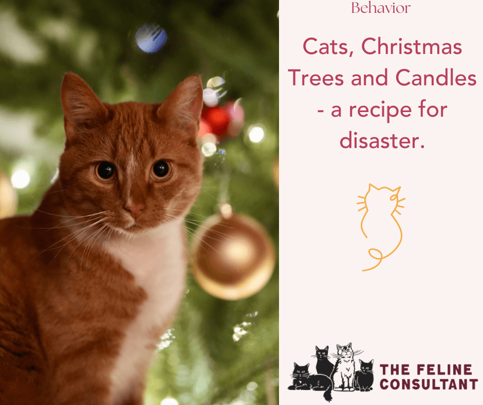 Cats, Christmas trees, and candles – a recipe for disaster.&nbsp;
