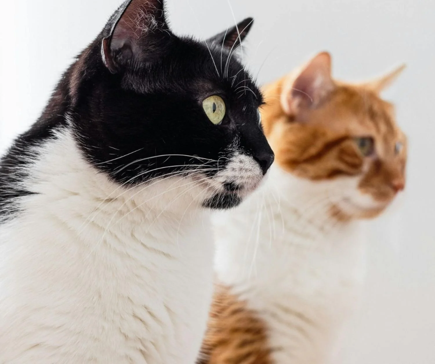 How to prevent tension among cats in a multi-cat household.