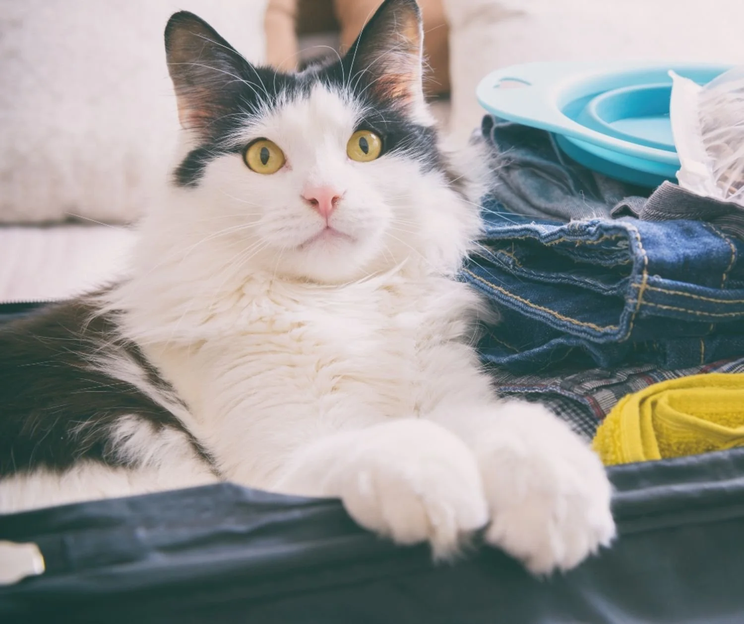 Get tips and tricks for keeping your cats safe and calm during a trip.