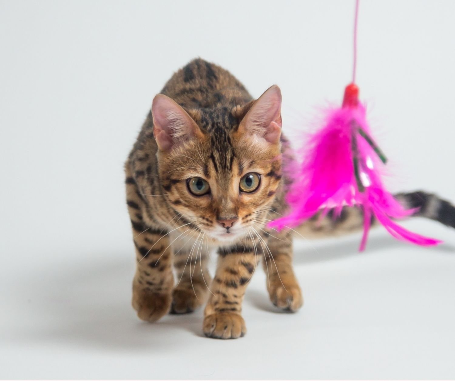 Enrichment Ideas for Low and Small Budgets