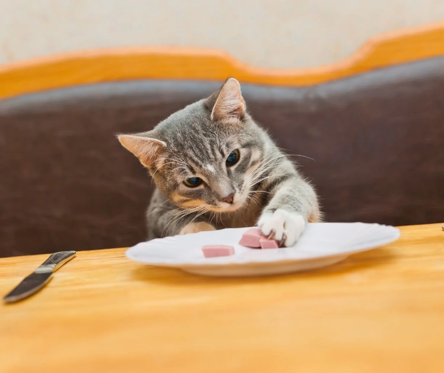 Why is my cat such a picky eater? 