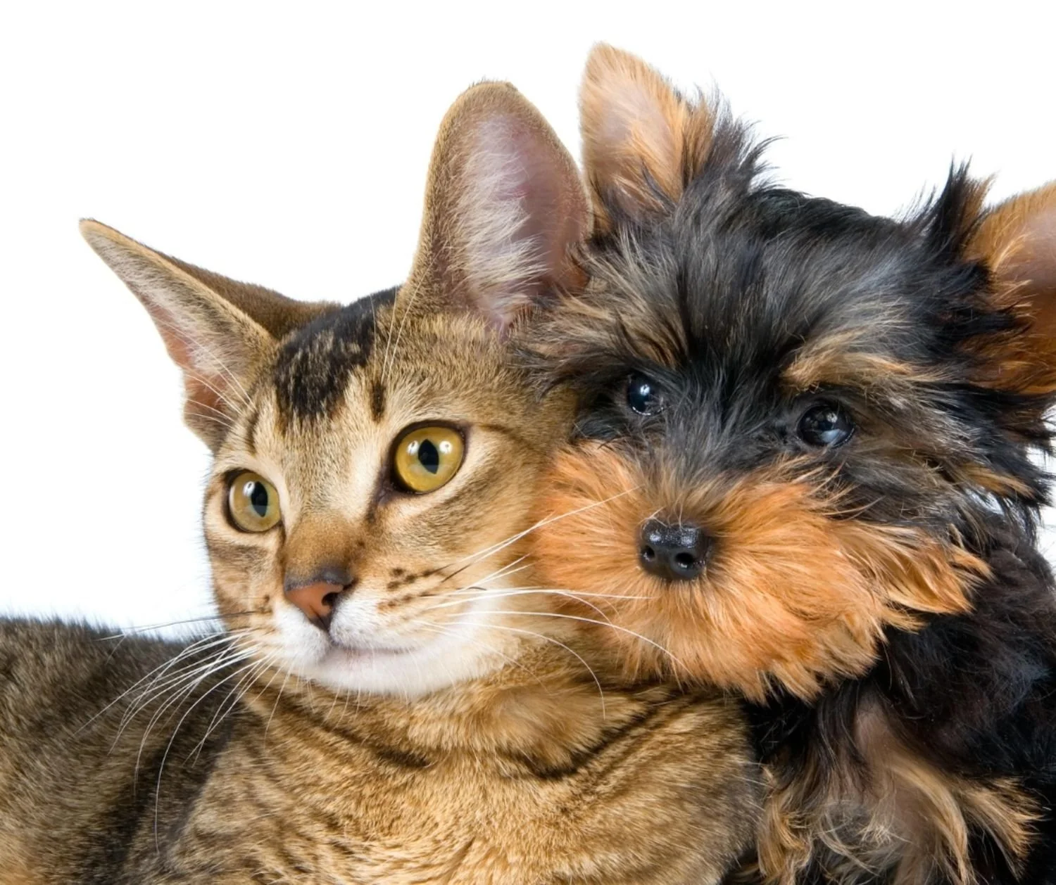 Cats are not small dogs - they have different needs. 