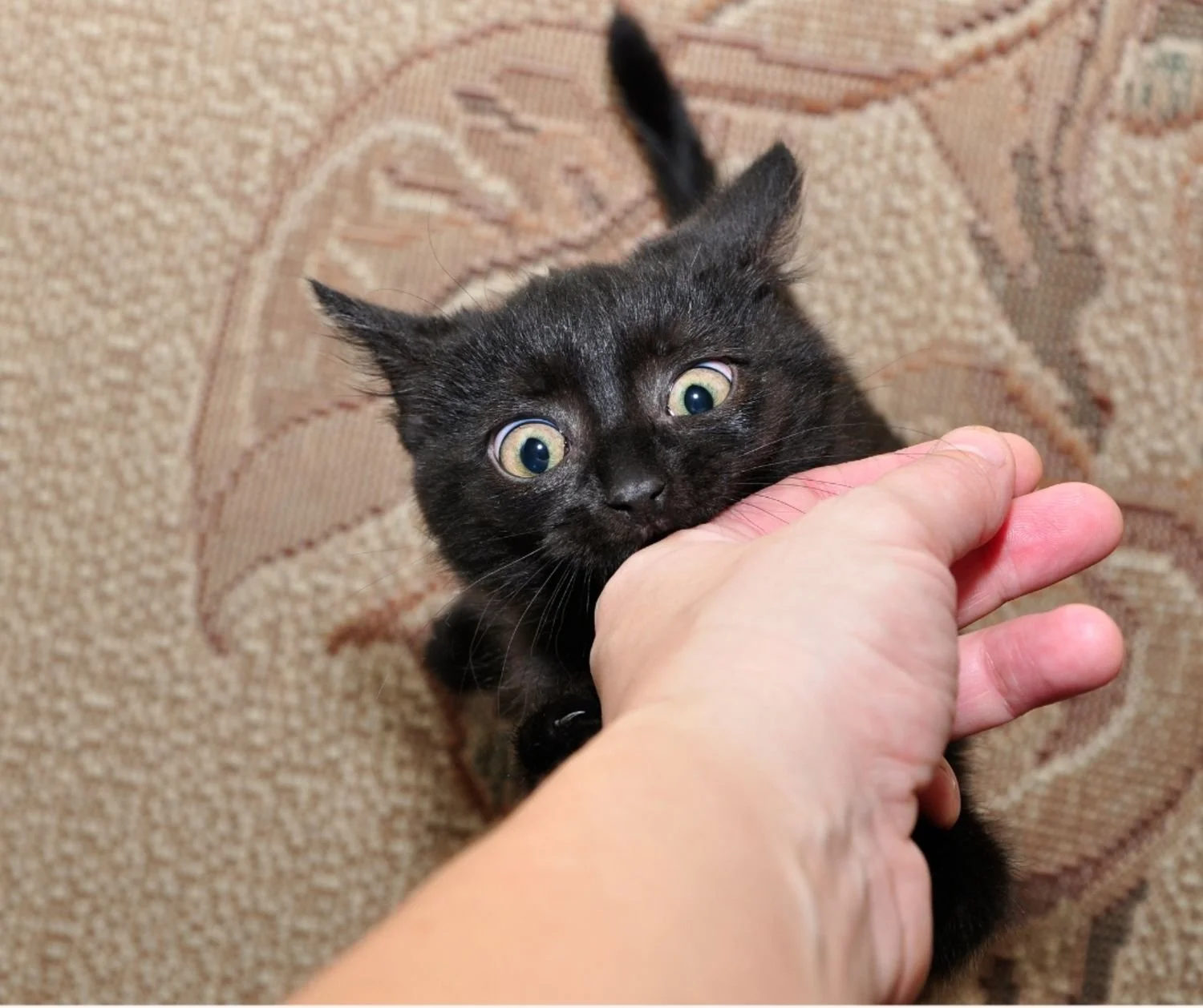 Managing aggressive behavior in cats. 