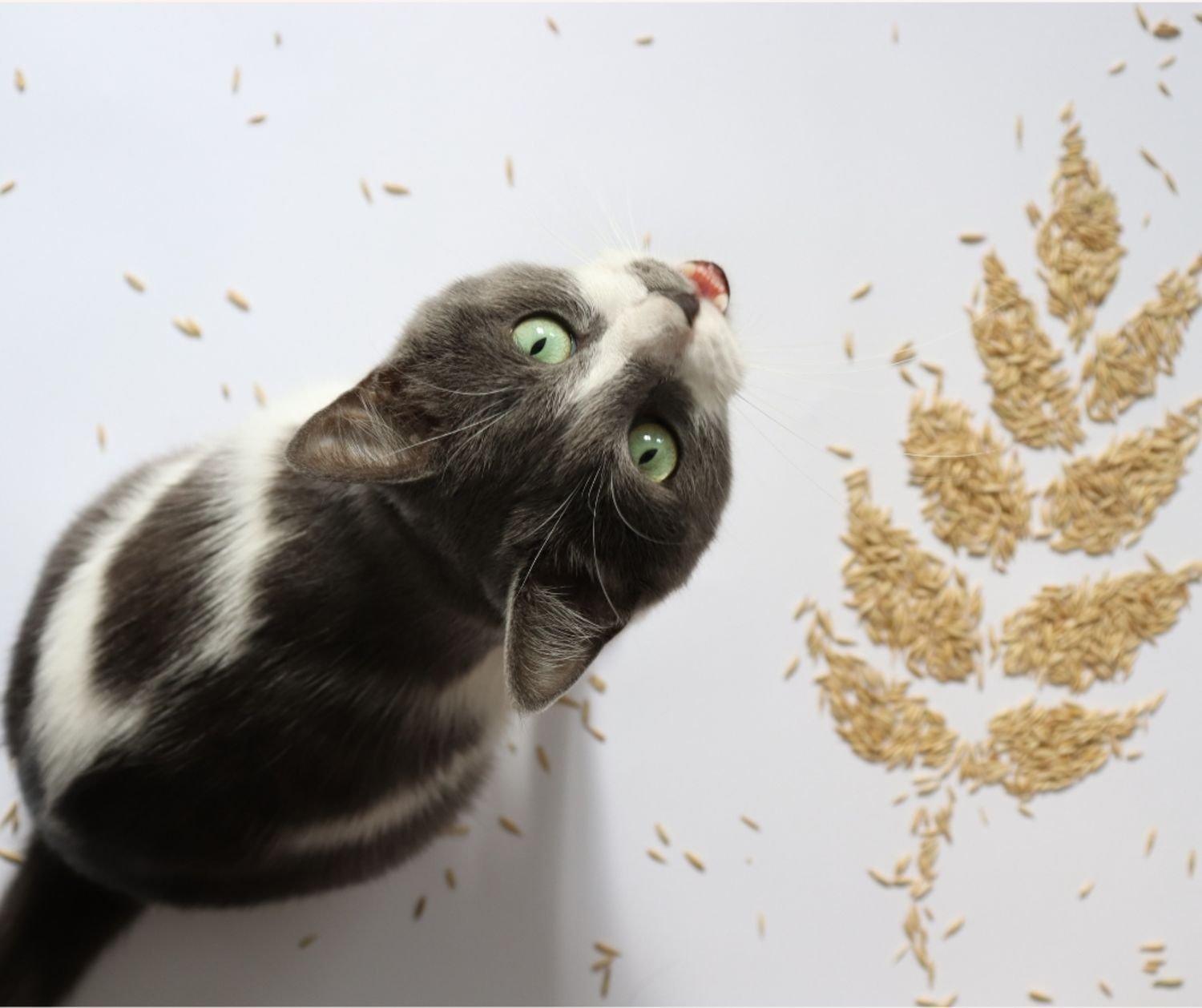 Cats, carbohydrates, and grain-free diets. 
