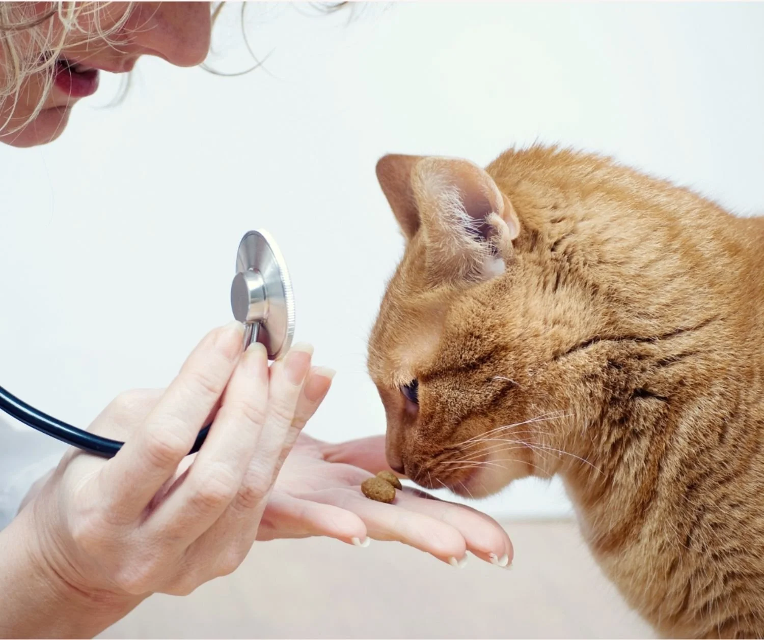 Therapeutic diets - is the investment justified?