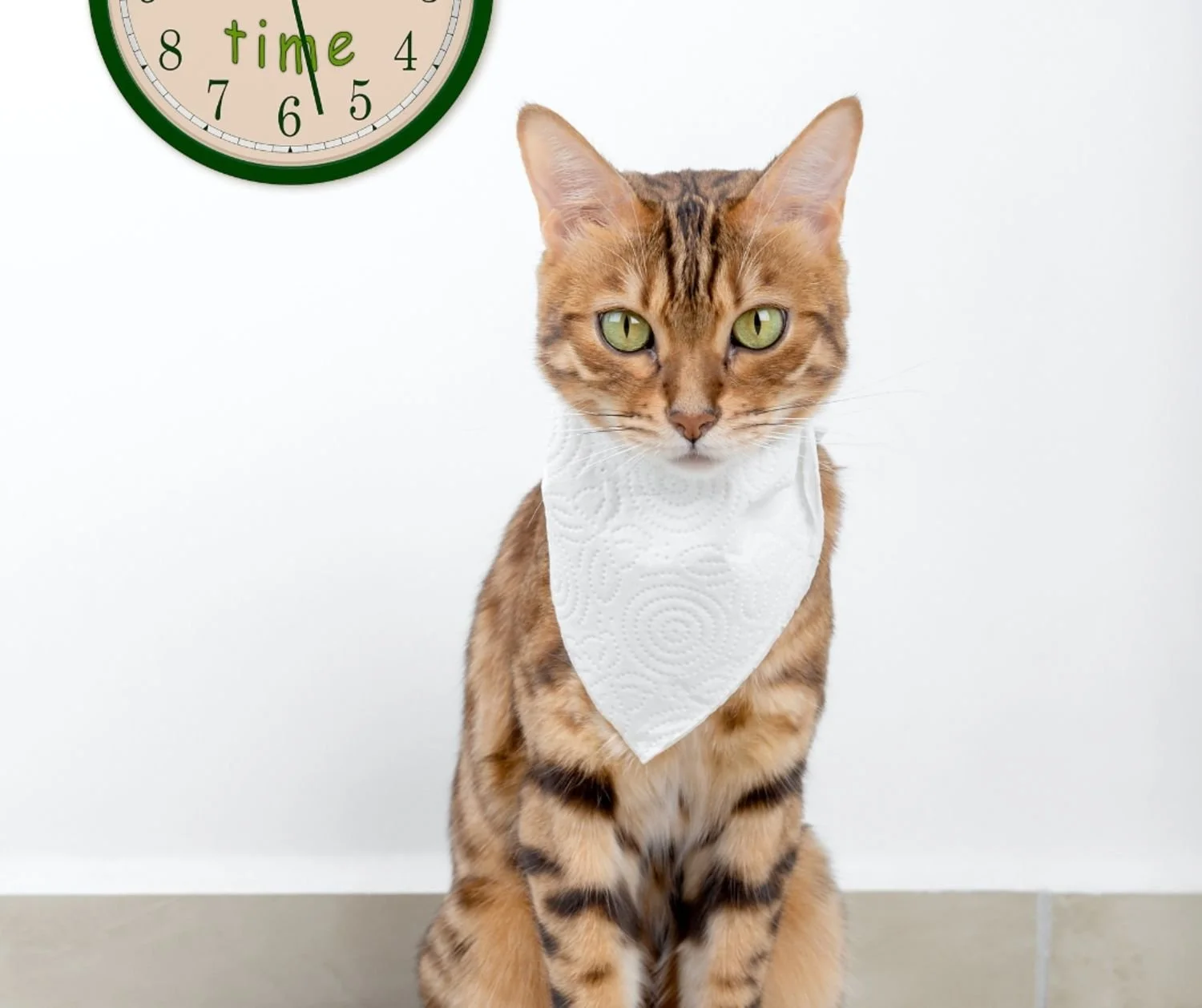 My Top 10 tips on how to annoy your cat. 