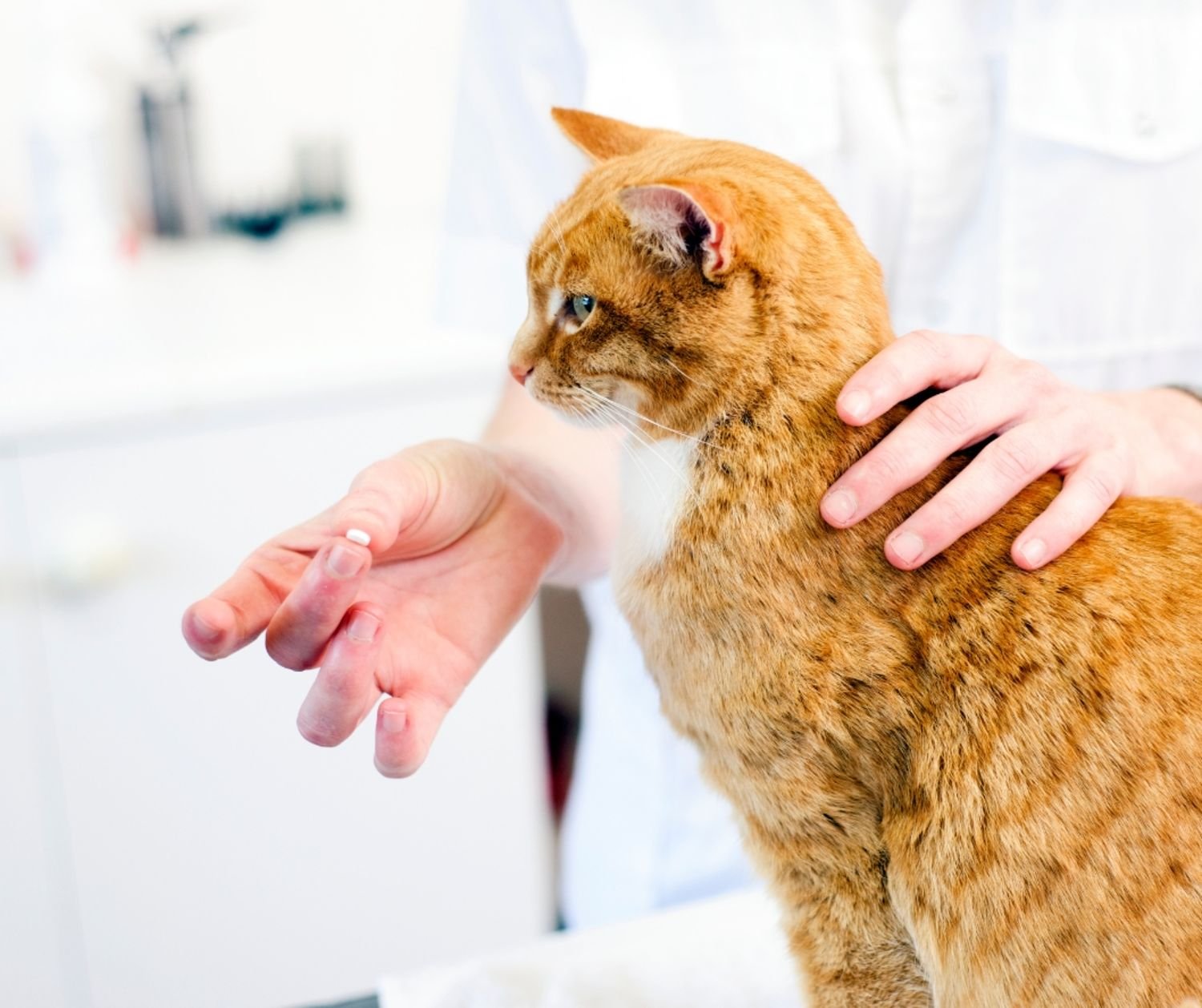 Cooperative Care for Cats. 