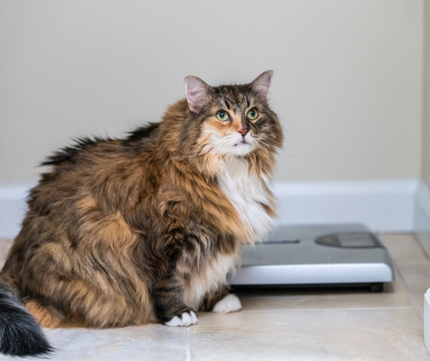 Obesity in cats - when to seek professional help. 