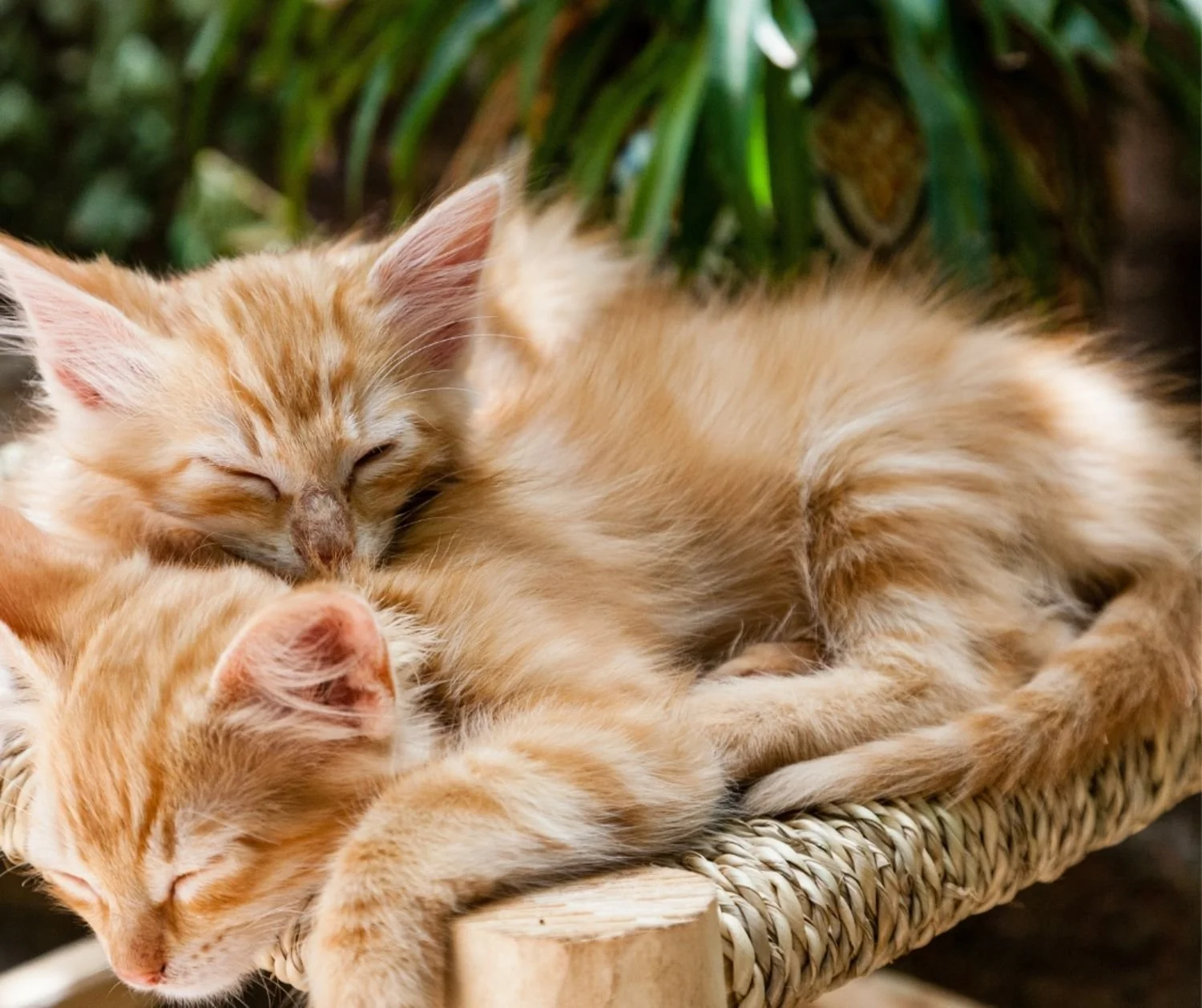 Why two kittens are better than one!