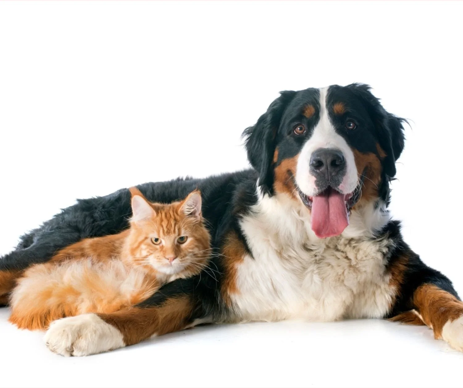 Feeding cats versus feeding dogs.