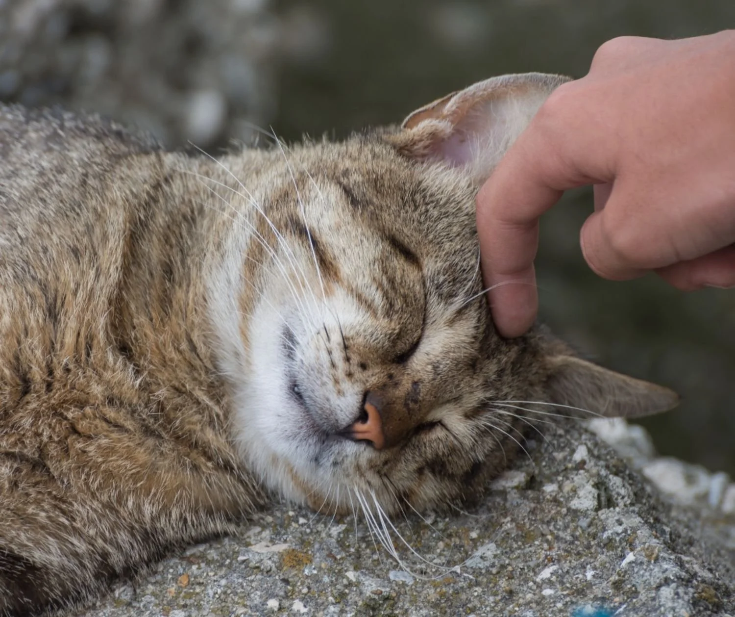 Do you ask your cat for consent?