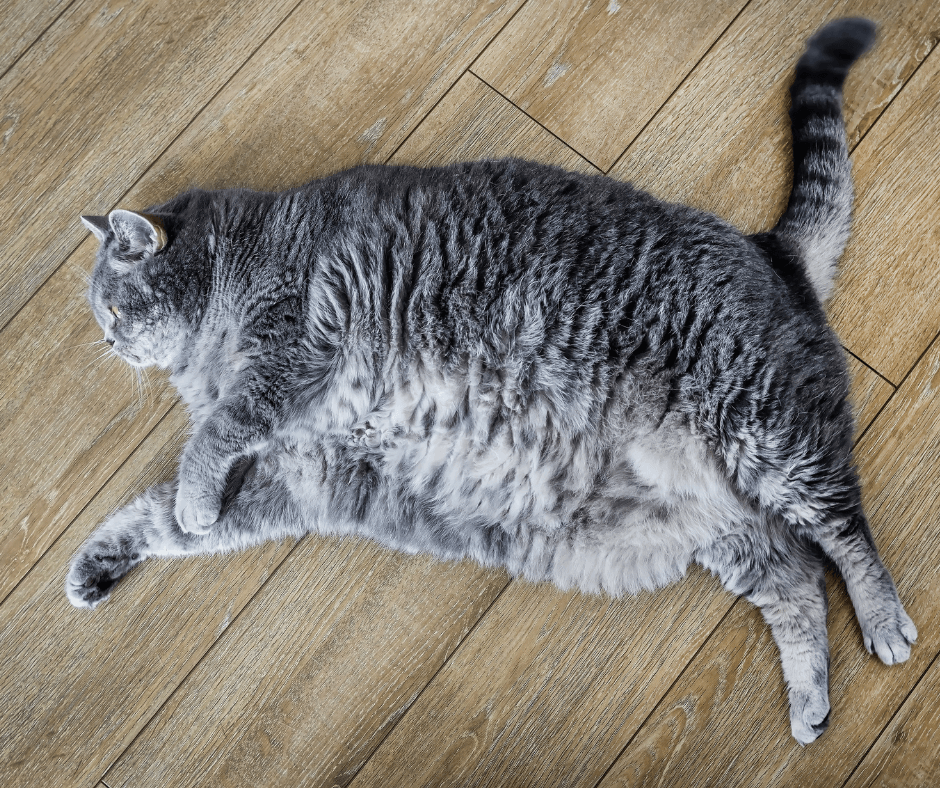 Why puzzle-feeding cannot eliminate obesity or food obsession. 