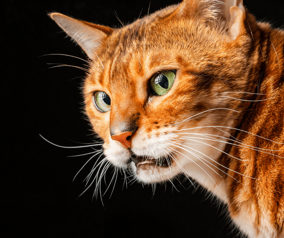 Pheromones for fighting cats – do they work?