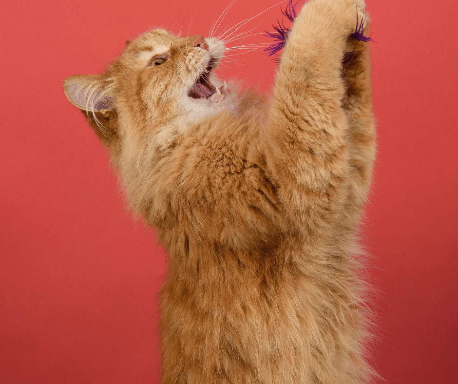 Playing with your cat is important